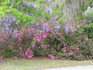 flowers